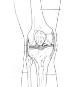 Normal knee